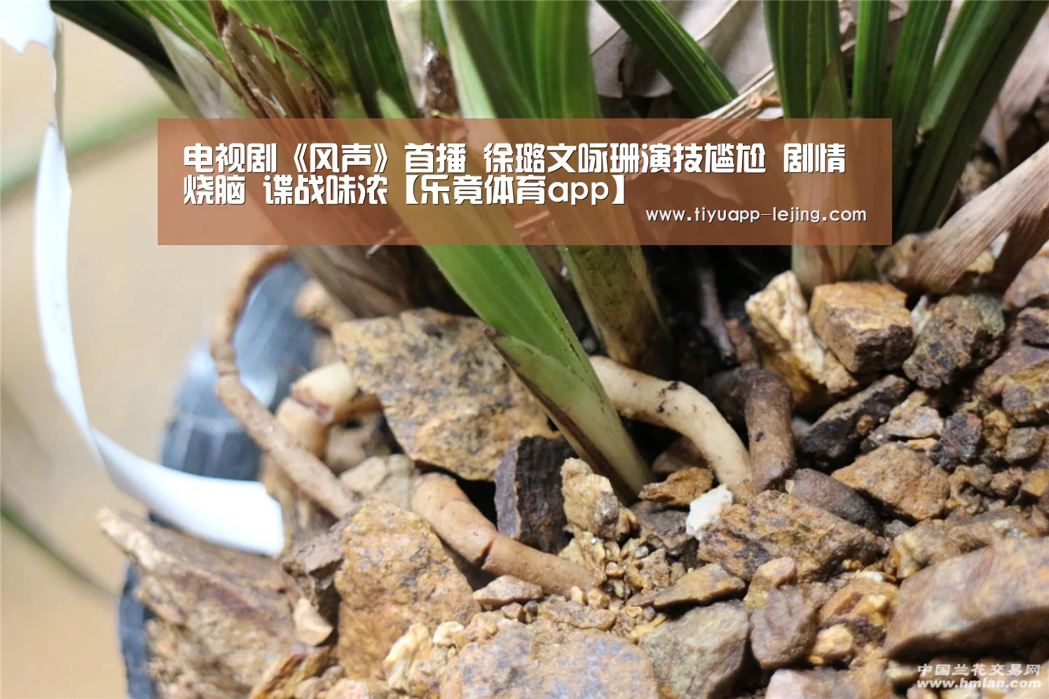 乐竟体育app